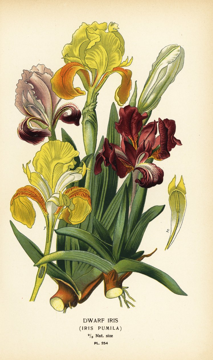 Kosatec trpasličí, Iris pumila. Chromolitograf z ilustrace Desire Bois z oblíbených květin Edwarda Stepa ze zahrady a skleníku, Frederick Warne, Londýn od Désiré Georges Jean Marie Bois