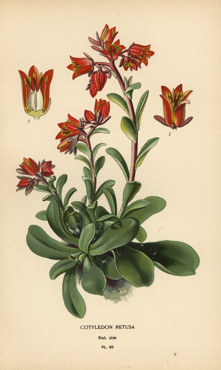 Zářící Echeveria. od Désiré Georges Jean Marie Bois
