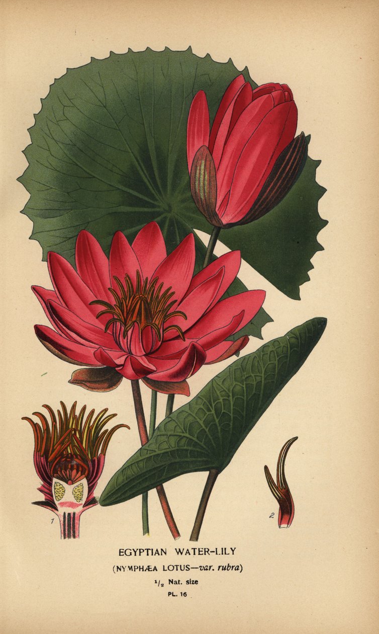 Egyptský leknín, Nymphaea lotus. od Désiré Georges Jean Marie Bois