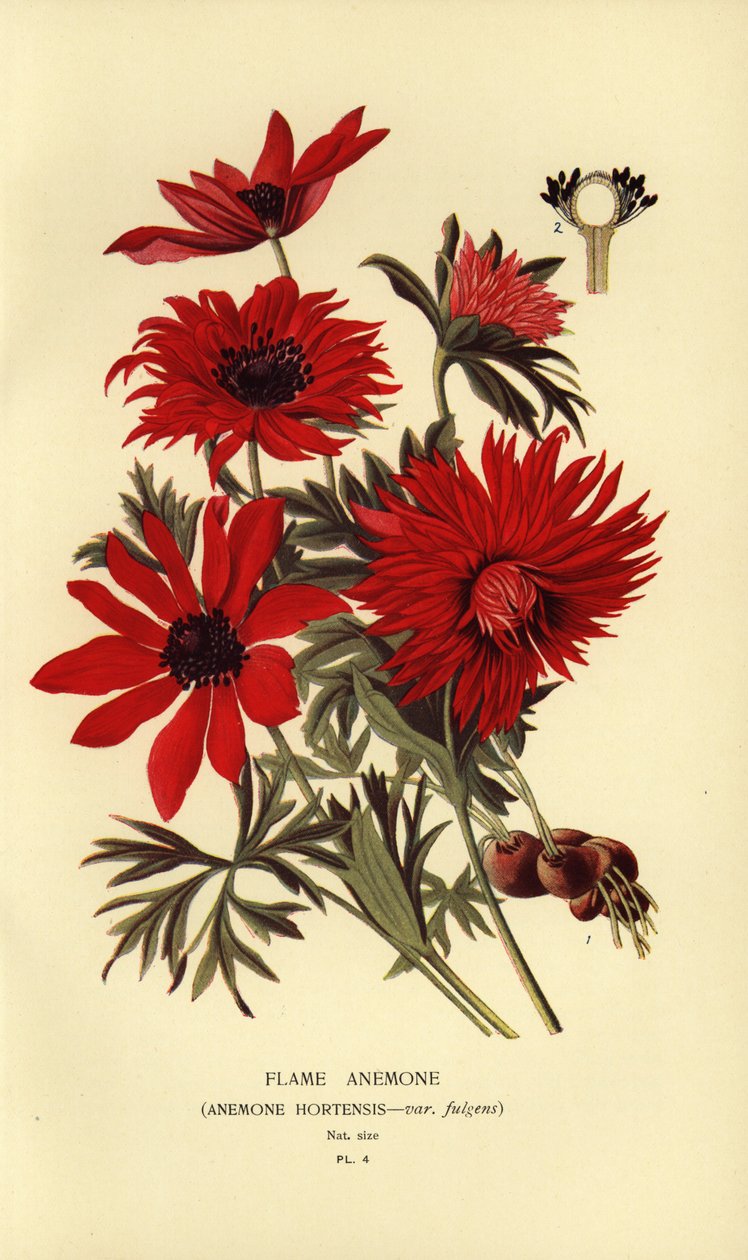 Sasanka plamenná, Sasanka hortensis. od Désiré Georges Jean Marie Bois