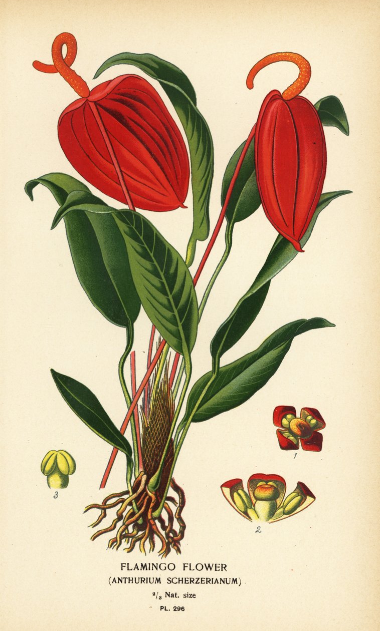 Květ plameňáka, Anthurium scherzerianum. Chromolitograf z ilustrace Desire Bois z oblíbených květin Edwarda Stepa ze zahrady a skleníku, Frederick Warne, Londýn od Désiré Georges Jean Marie Bois