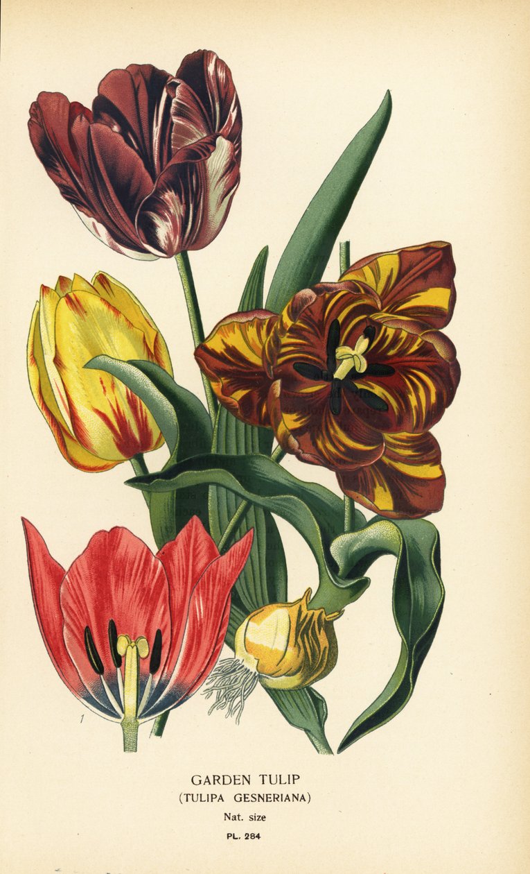 Zahradní tulipán, Tulipa gesneriana. Chromolitograf z ilustrace Desire Bois z oblíbených květin Edwarda Stepa ze zahrady a skleníku, Frederick Warne, Londýn od Désiré Georges Jean Marie Bois