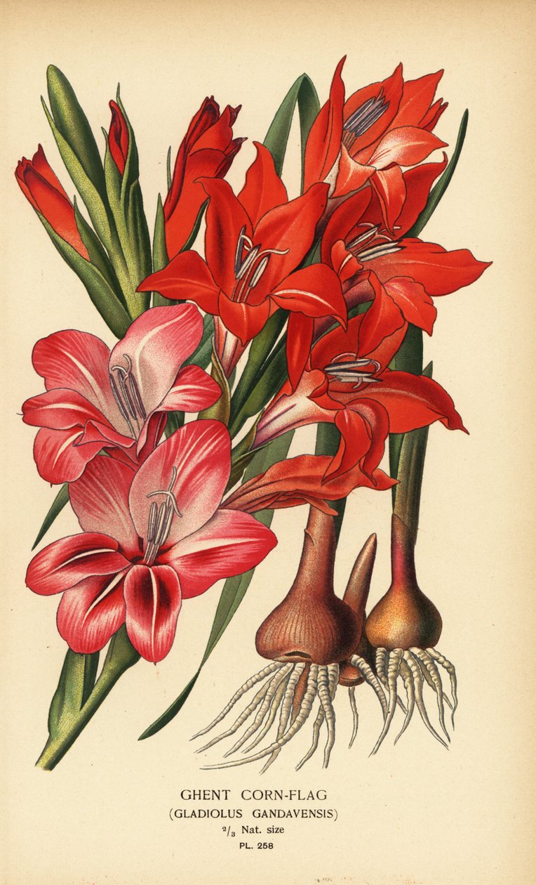 Gentská kukuřičná vlajka, Gladiolus x gandavensis. Chromolitograf z ilustrace Desire Bois z oblíbených květin Edwarda Stepa ze zahrady a skleníku, Frederick Warne, Londýn od Désiré Georges Jean Marie Bois