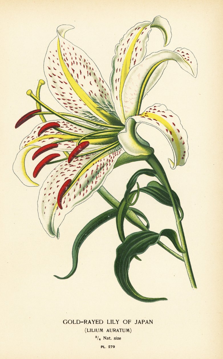 Zlatopaprsková lilie japonská nebo yamayuri, Lilium auratum. Chromolitograf z ilustrace Desire Bois z oblíbených květin Edwarda Stepa ze zahrady a skleníku, Frederick Warne, Londýn od Désiré Georges Jean Marie Bois