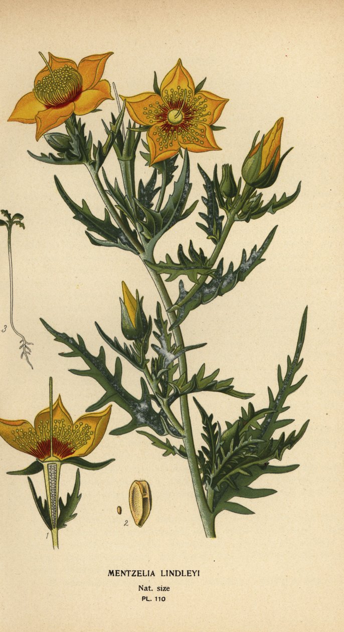 Golden bartonia nebo Lindleyho zářící hvězda, Mentzelia lindleyi od Désiré Georges Jean Marie Bois
