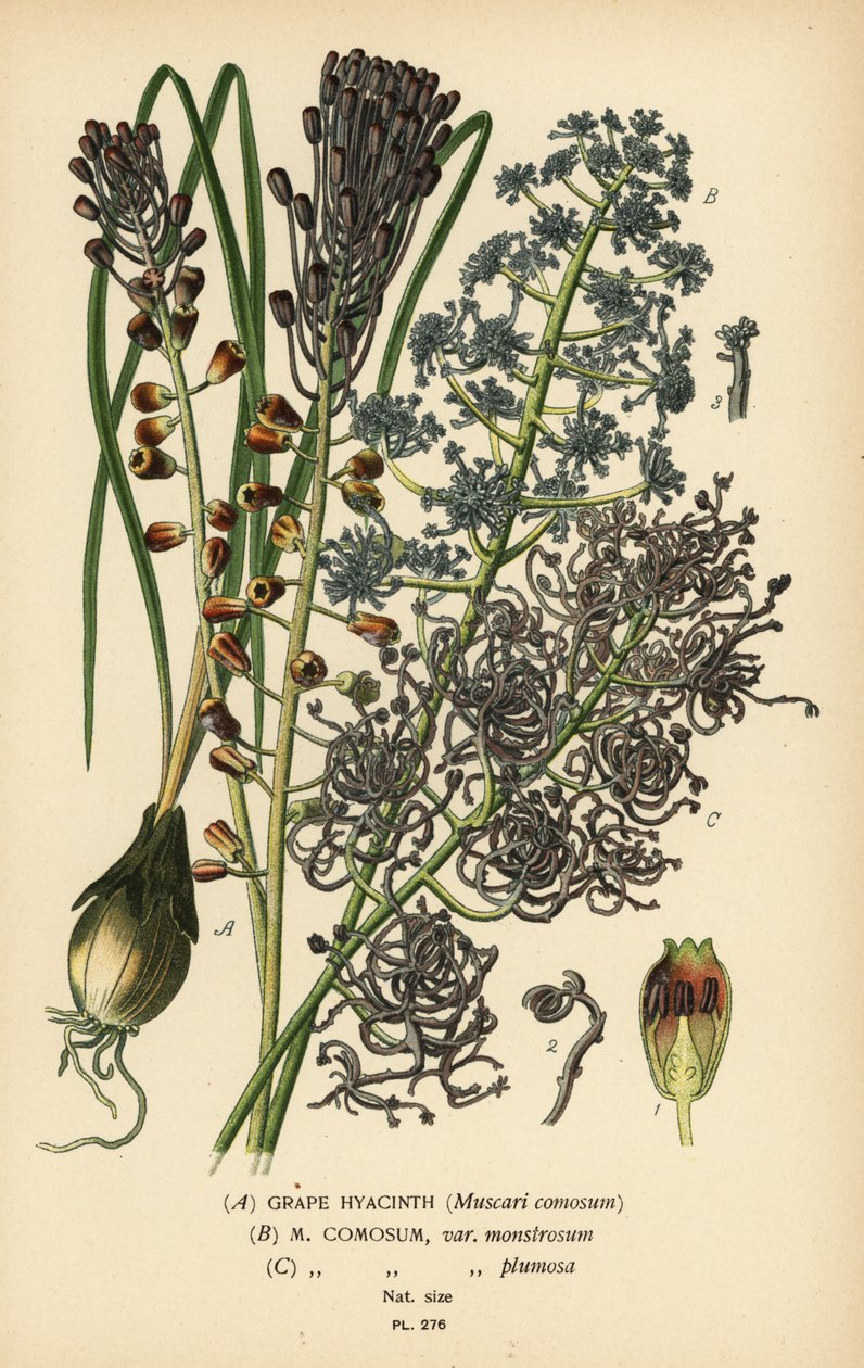 Hyacint hroznový, Leopoldia comosa (Muscari comosum, var. monstrosum, var. plumosa). Chromolitograf z ilustrace Desire Bois z oblíbených květin Edwarda Stepa ze zahrady a skleníku, Frederick Warne, Londýn od Désiré Georges Jean Marie Bois