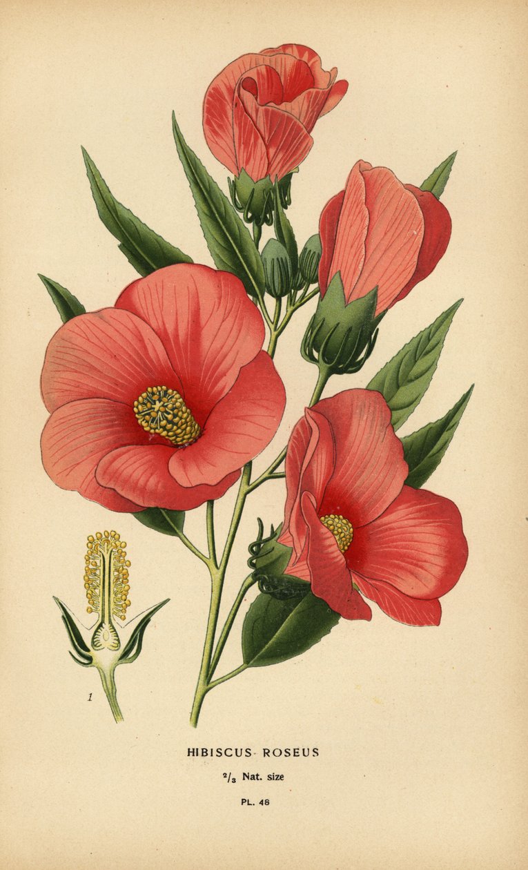 Hibiscus roseus. od Désiré Georges Jean Marie Bois