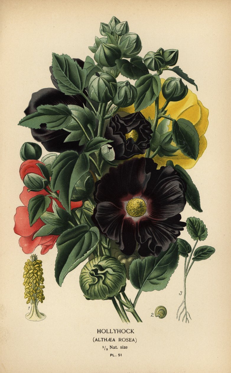 Hollyhock, Alcea rosea.   1401189   cs       czech Successfully Translated  Original: Man Crying Out, Three Quarters Left: Bust Translat: Muž křičí, tři čtvrtiny vlevo: Prsa od Désiré Georges Jean Marie Bois