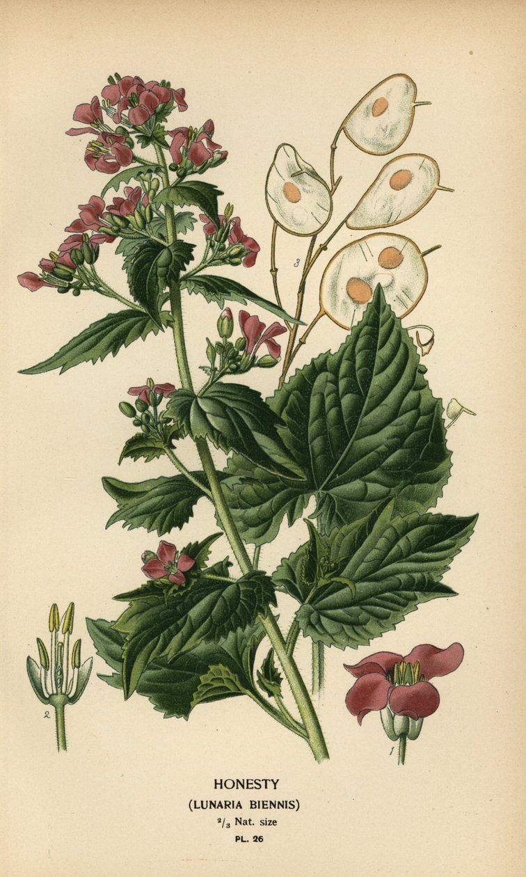 Upřímnost, Lunaria annua. od Désiré Georges Jean Marie Bois