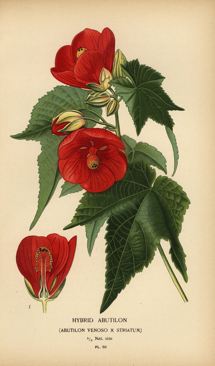 Hybridní abutilon, Abutilon pictum. od Désiré Georges Jean Marie Bois