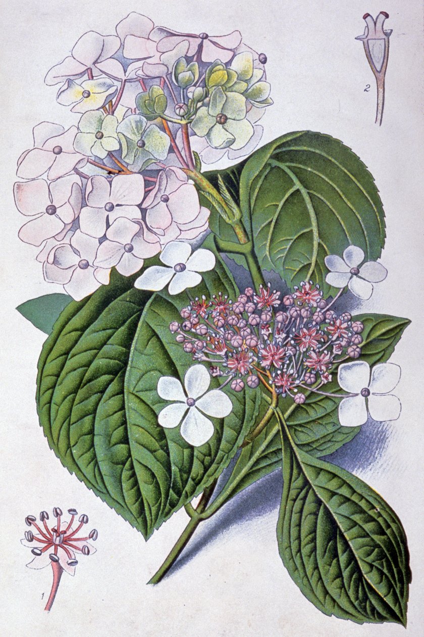 Hortenzie, začátek 20. století (ilustrace) od Désiré Georges Jean Marie Bois
