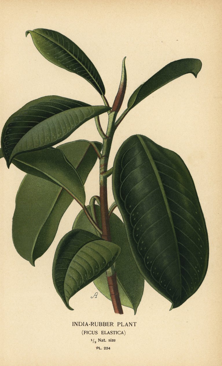 Indie-kaučukovník, Ficus elastica. Chromolitograf z ilustrace Desire Bois z oblíbených květin Edwarda Stepa ze zahrady a skleníku, Frederick Warne, Londýn od Désiré Georges Jean Marie Bois