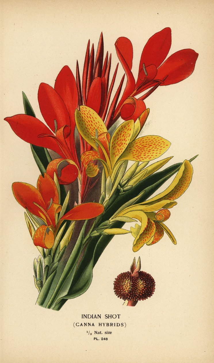 Indická střela, hybridy Canna indica. Chromolitograf z ilustrace Desire Bois z oblíbených květin Edwarda Stepa ze zahrady a skleníku, Frederick Warne, Londýn od Désiré Georges Jean Marie Bois