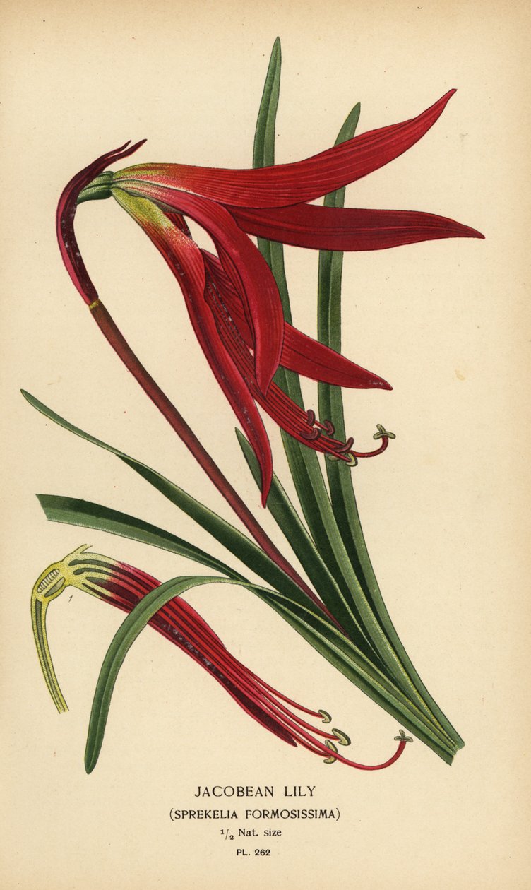 lilie jakubská, Sprekelia formosissima. Chromolitograf z ilustrace Desire Bois z oblíbených květin Edwarda Stepa ze zahrady a skleníku, Frederick Warne, Londýn od Désiré Georges Jean Marie Bois