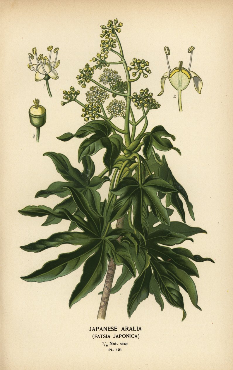 Japonská aralie nebo lesklá rostlina papíru, Fatsia japonica. od Désiré Georges Jean Marie Bois