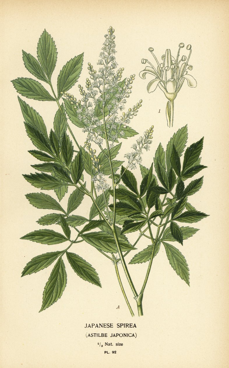 Spirea japonská, Astilbe japonica. od Désiré Georges Jean Marie Bois