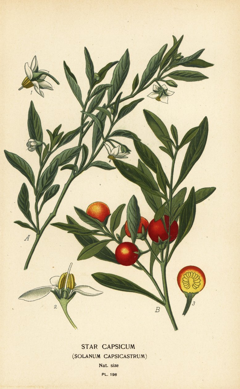Jeruzalémská třešeň, Solanum pseudocapsicum var. diflores od Désiré Georges Jean Marie Bois