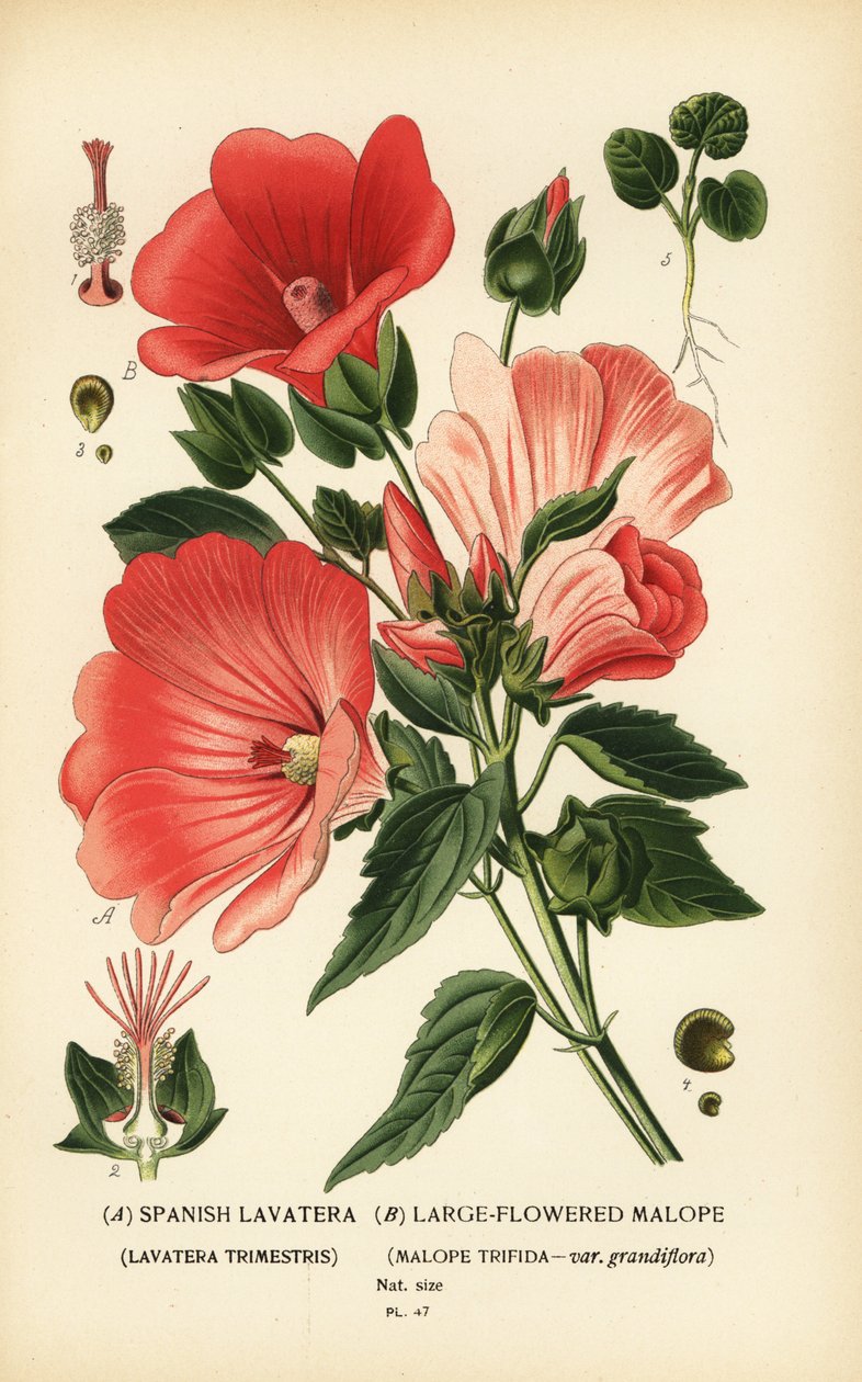 Lavatera trimestris a Malope trifida. od Désiré Georges Jean Marie Bois