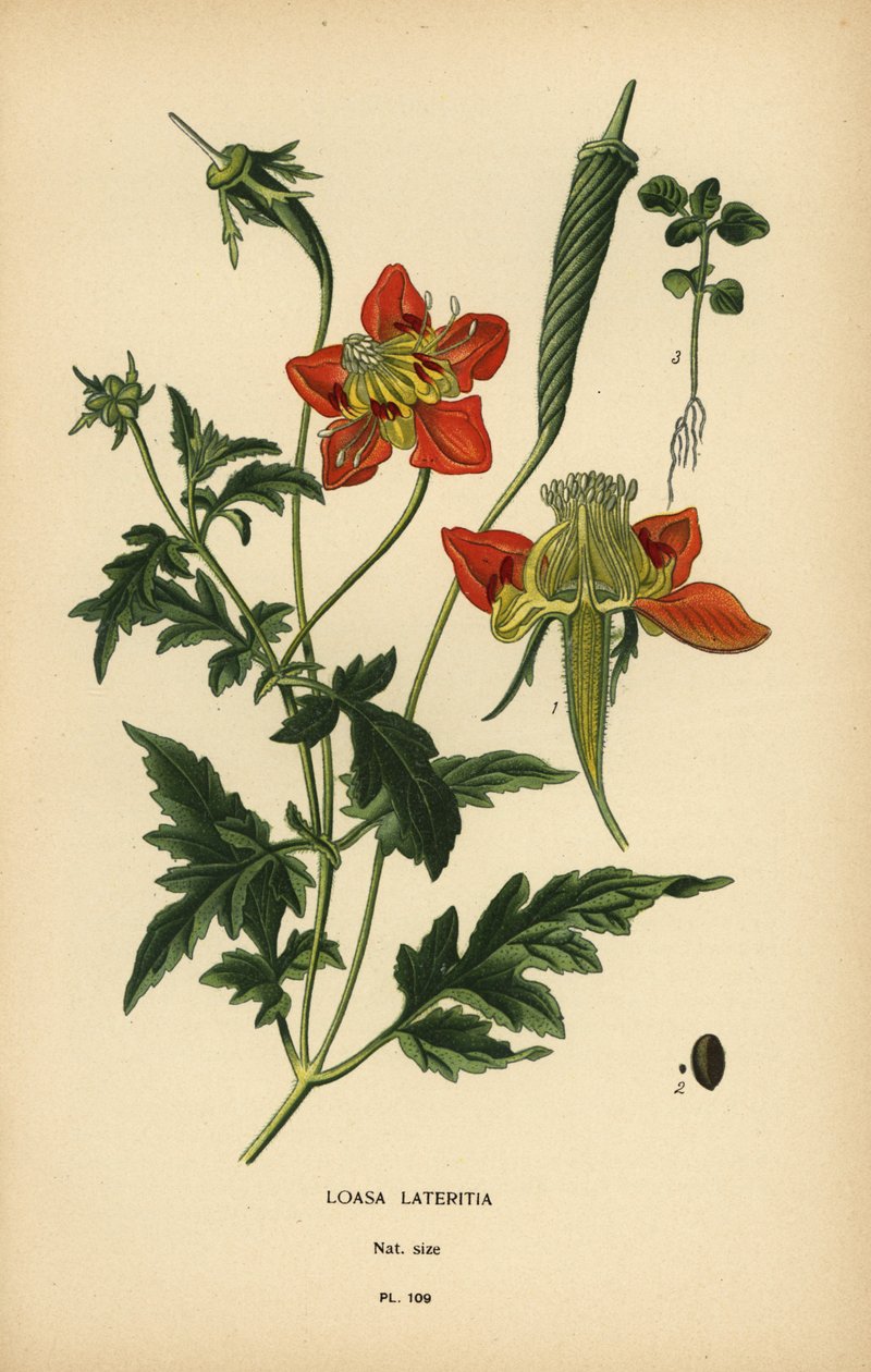 Loasa lateritia. od Désiré Georges Jean Marie Bois