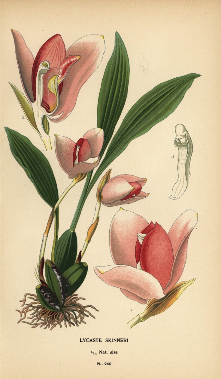 Lycaste virginalis orchidej (Lycaste skinneri). Chromolitograf z ilustrace Desire Bois z oblíbených květin Edwarda Stepa ze zahrady a skleníku, Frederick Warne, Londýn od Désiré Georges Jean Marie Bois