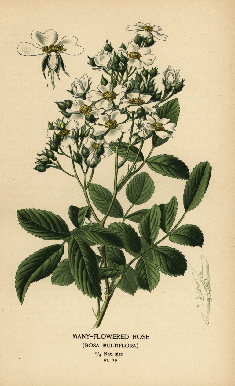Mnohokvětá růže, Rosa multiflora. od Désiré Georges Jean Marie Bois