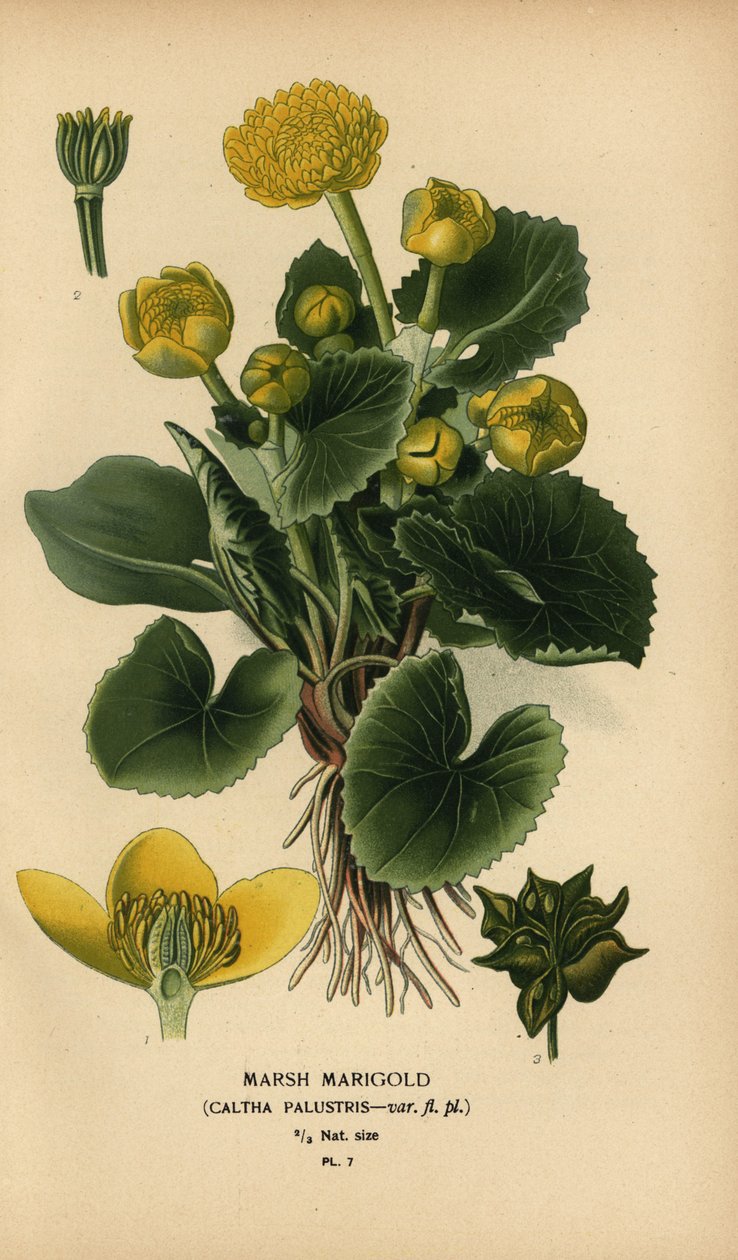 Měsíček bahenní, Caltha palustris. od Désiré Georges Jean Marie Bois
