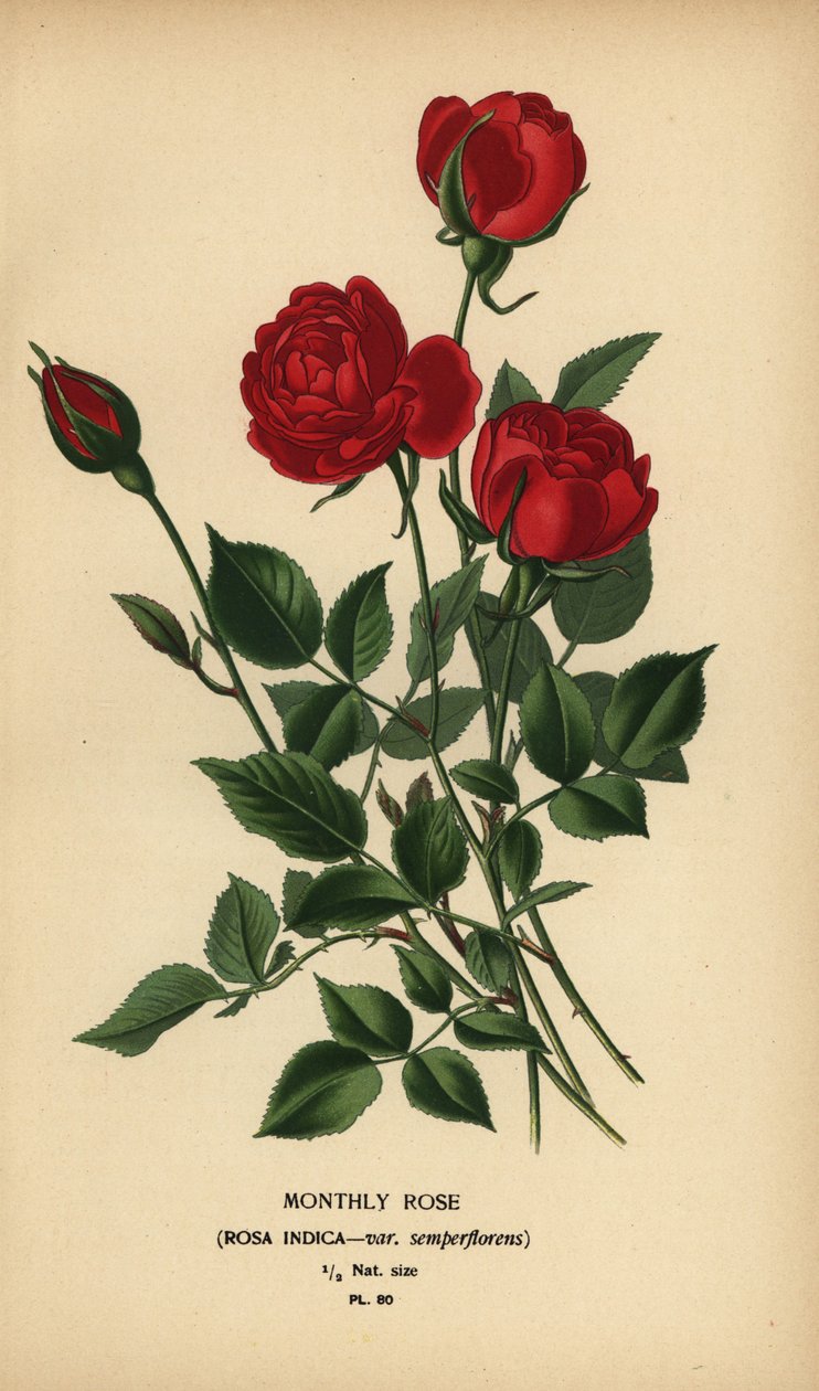 Měsíční růže, Rosa chinensis var. semperflorens. od Désiré Georges Jean Marie Bois