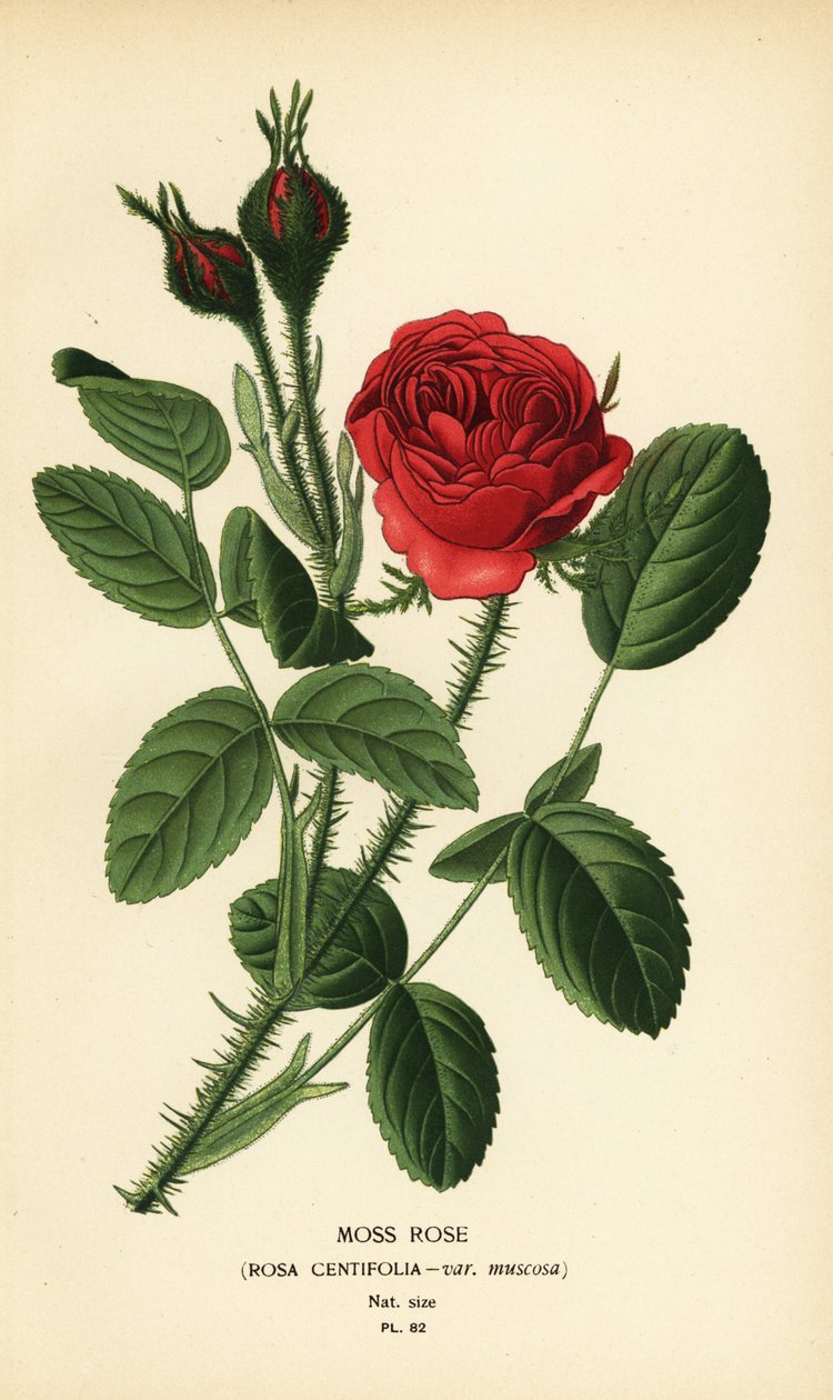 Mechová růže, Rosa centifolia var. muskóza od Désiré Georges Jean Marie Bois