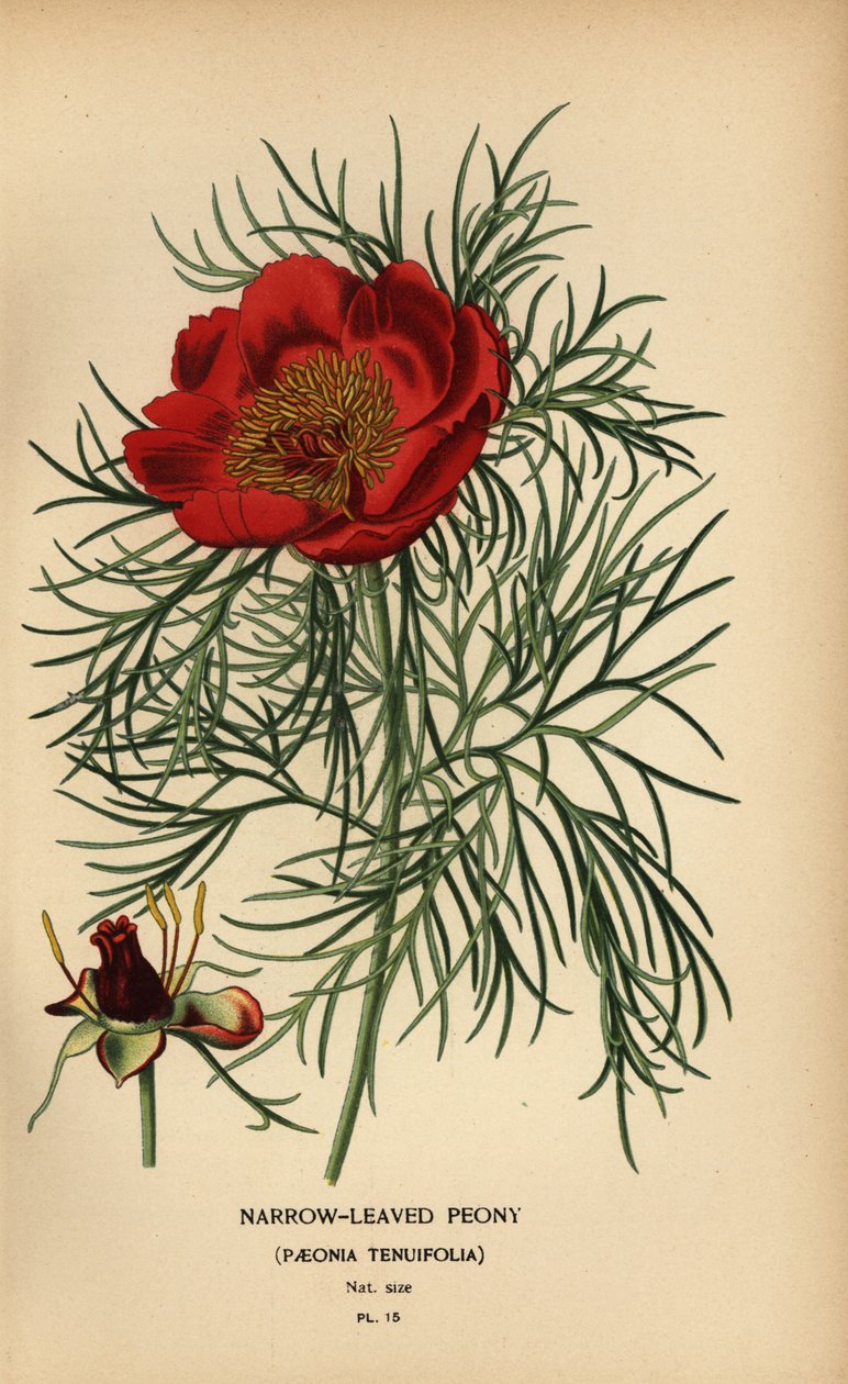 Pivoňka úzkolistá, Paeonia tenuifolia, od Désiré Georges Jean Marie Bois