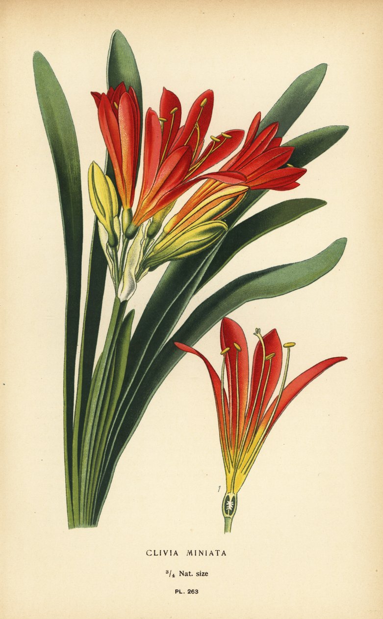 Natal lilie nebo keřová lilie, Clivia miniata. Chromolitograf z ilustrace Desire Bois z oblíbených květin Edwarda Stepa ze zahrady a skleníku, Frederick Warne, Londýn od Désiré Georges Jean Marie Bois