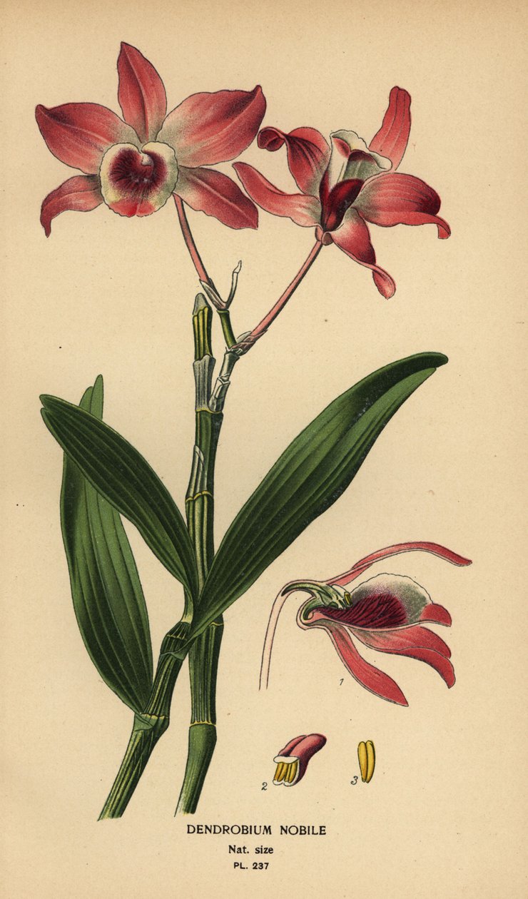 Ušlechtilá orchidej dendrobium, Dendrobium nobile. Chromolitograf z ilustrace Desire Bois z oblíbených květin Edwarda Stepa ze zahrady a skleníku, Frederick Warne, Londýn od Désiré Georges Jean Marie Bois