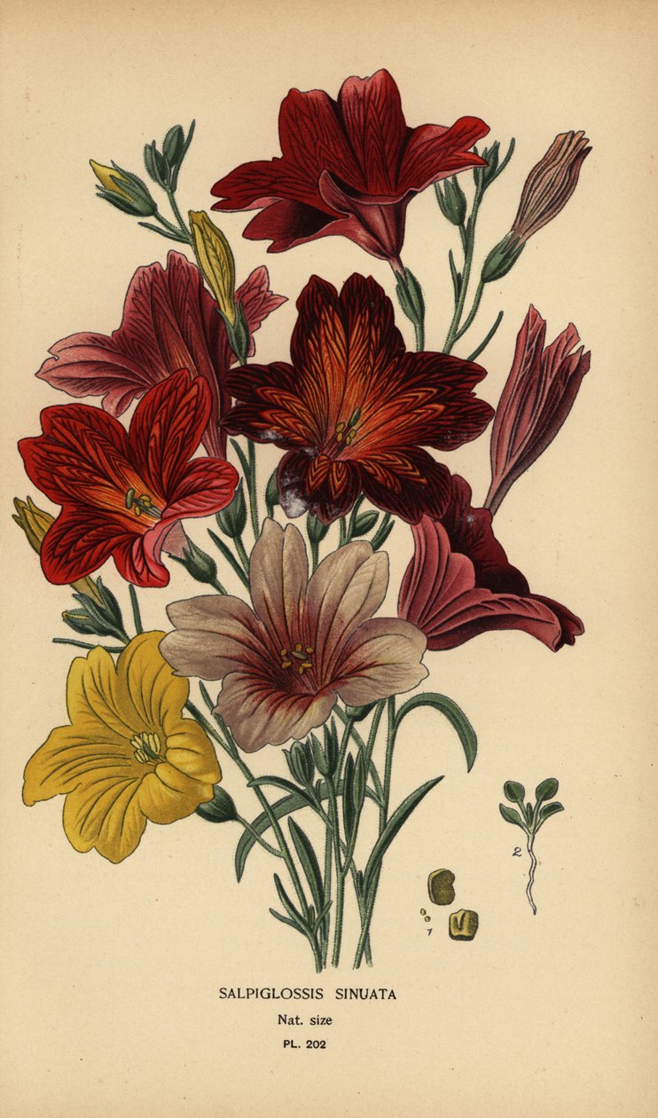 Malovaný jazyk nebo sametová trubka květ, Salpiglossis sinuata. od Désiré Georges Jean Marie Bois