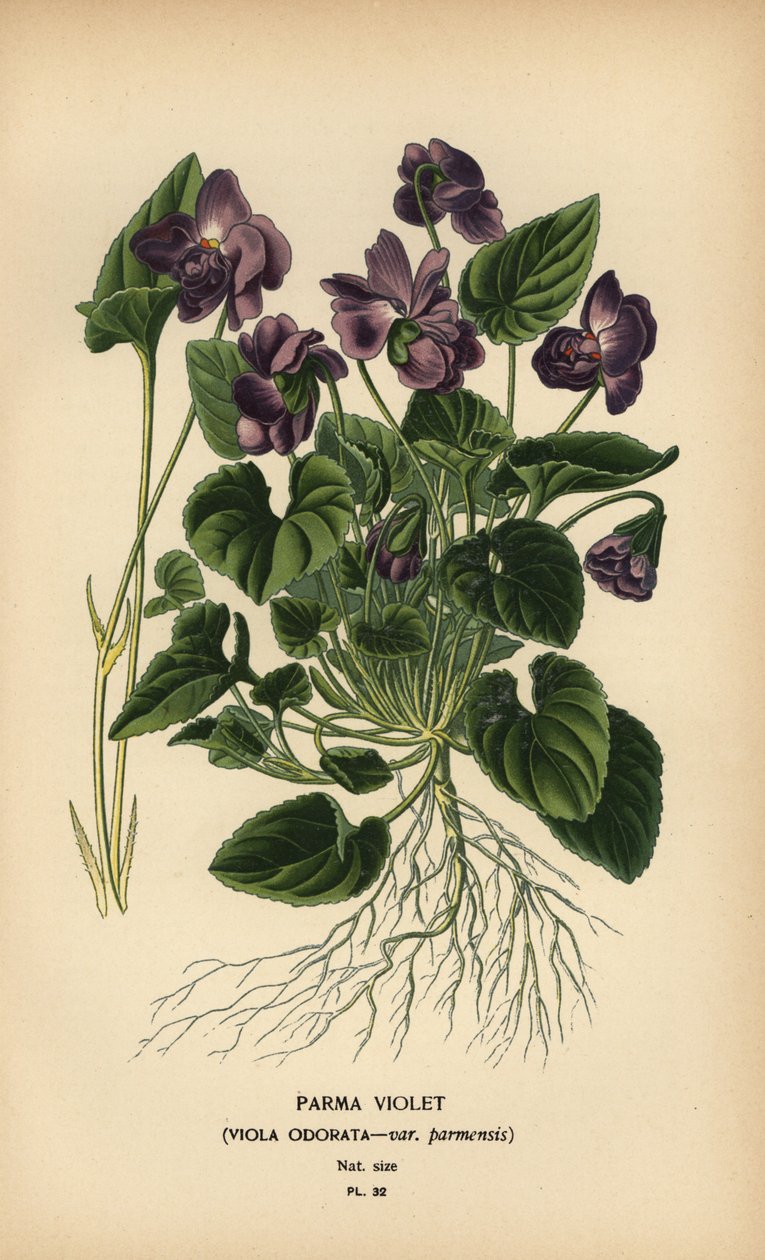 Parmská fialka, vůně Viola. od Désiré Georges Jean Marie Bois