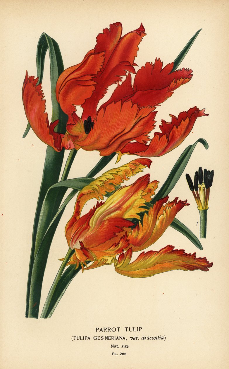 Papoušek tulipán, Tulipa gesneriana var. drakonie. Chromolitograf z ilustrace Desire Bois z oblíbených květin Edwarda Stepa ze zahrady a skleníku, Frederick Warne, Londýn od Désiré Georges Jean Marie Bois