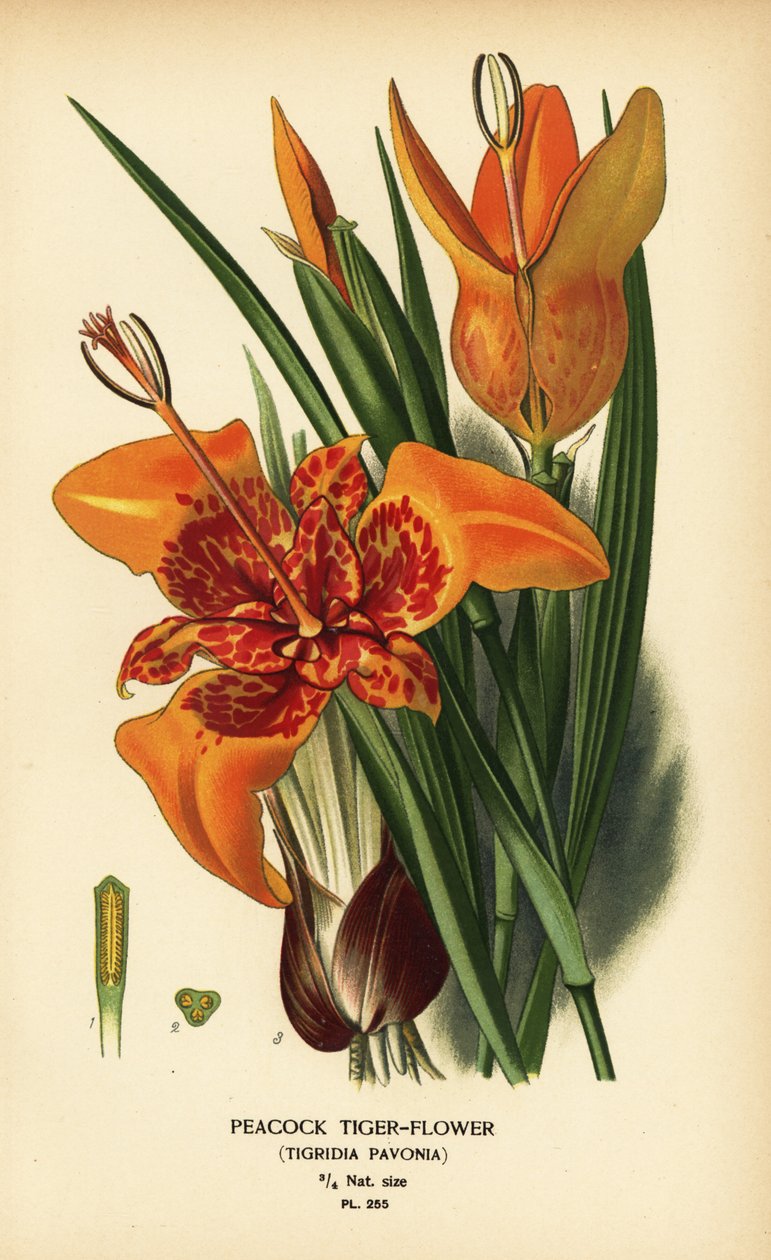 Květ paví tygří, Tigridia pavonia. Chromolitograf z ilustrace Desire Bois z oblíbených květin Edwarda Stepa ze zahrady a skleníku, Frederick Warne, Londýn od Désiré Georges Jean Marie Bois