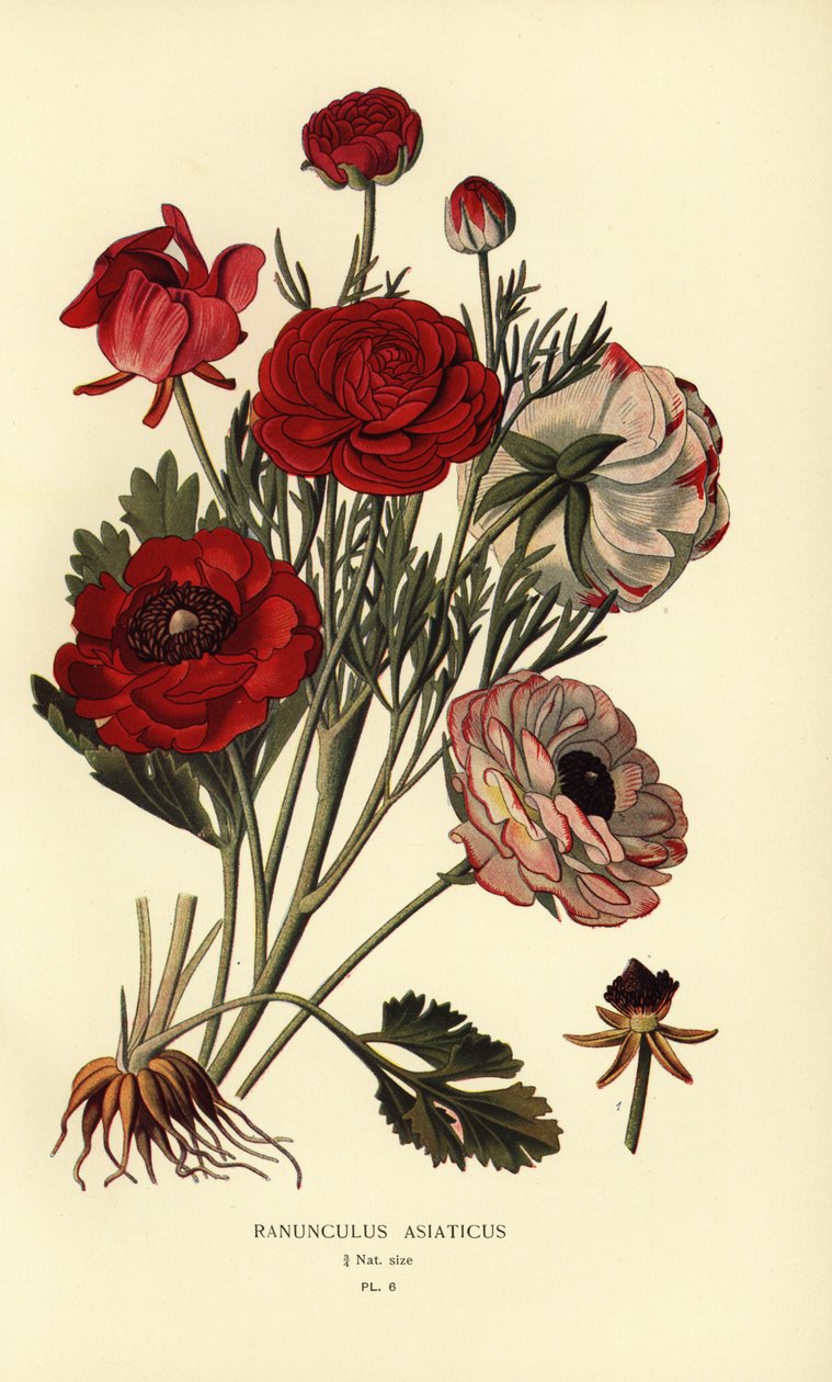 Perské pryskyřníky, Ranunculus asiatica. od Désiré Georges Jean Marie Bois