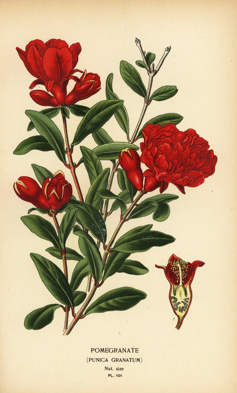 Granátová jablka, Punica granatum. od Désiré Georges Jean Marie Bois