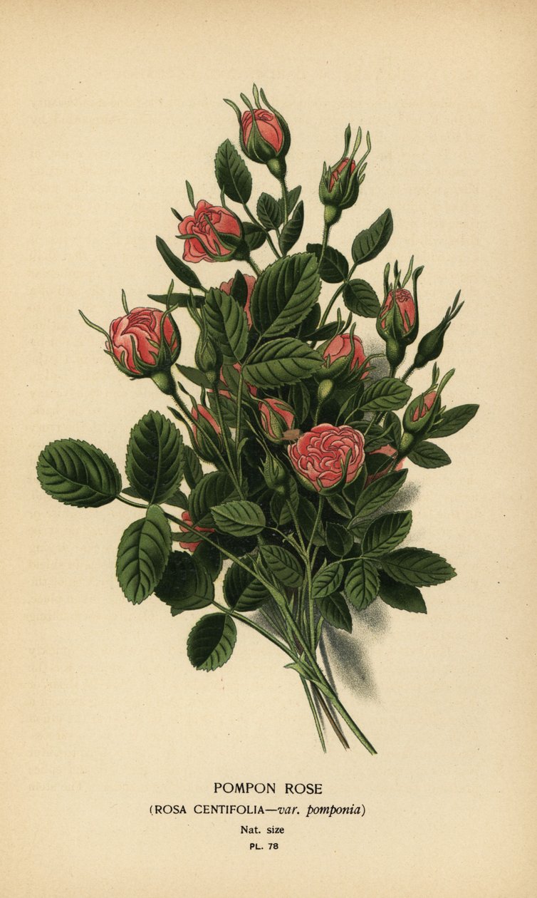 Pomponová růže, Rosa centifolia var. bambule. od Désiré Georges Jean Marie Bois