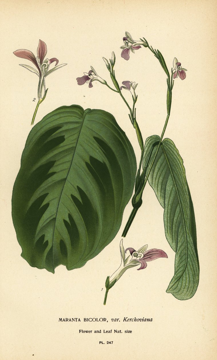 Modlitební rostlina, Maranta leuconeura (Maranta bicolor var. Kerchoviana). Chromolitograf z ilustrace Desire Bois z oblíbených květin Edwarda Stepa ze zahrady a skleníku, Frederick Warne, Londýn od Désiré Georges Jean Marie Bois
