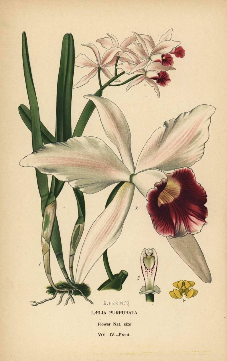 Purpurově zbarvená orchidej laelia, Cattleya purpurata (Laelia purpurata). Chromolitografie z ilustrace B. Herincqa z Oblíbených květin Edwarda Stepa ze zahrady a skleníku, Frederick Warne, Londýn od Désiré Georges Jean Marie Bois