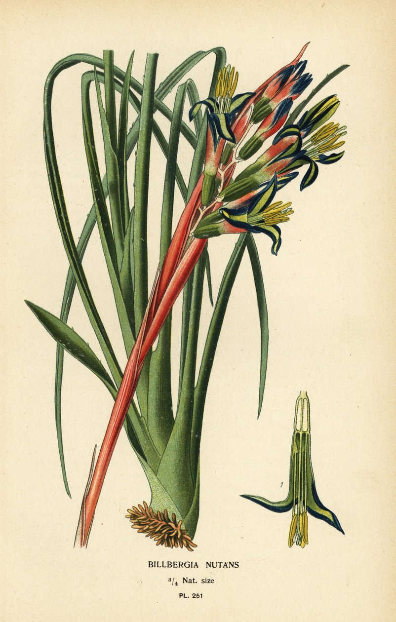 Rostlina královniných slz, Billbergia nutans. Chromolitograf z ilustrace Desire Bois z oblíbených květin Edwarda Stepa ze zahrady a skleníku, Frederick Warne, Londýn od Désiré Georges Jean Marie Bois