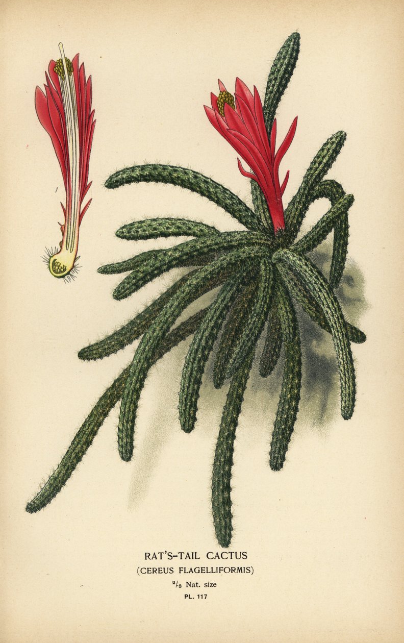Chřestýš kaktus, Disocactus flagelliformis. od Désiré Georges Jean Marie Bois
