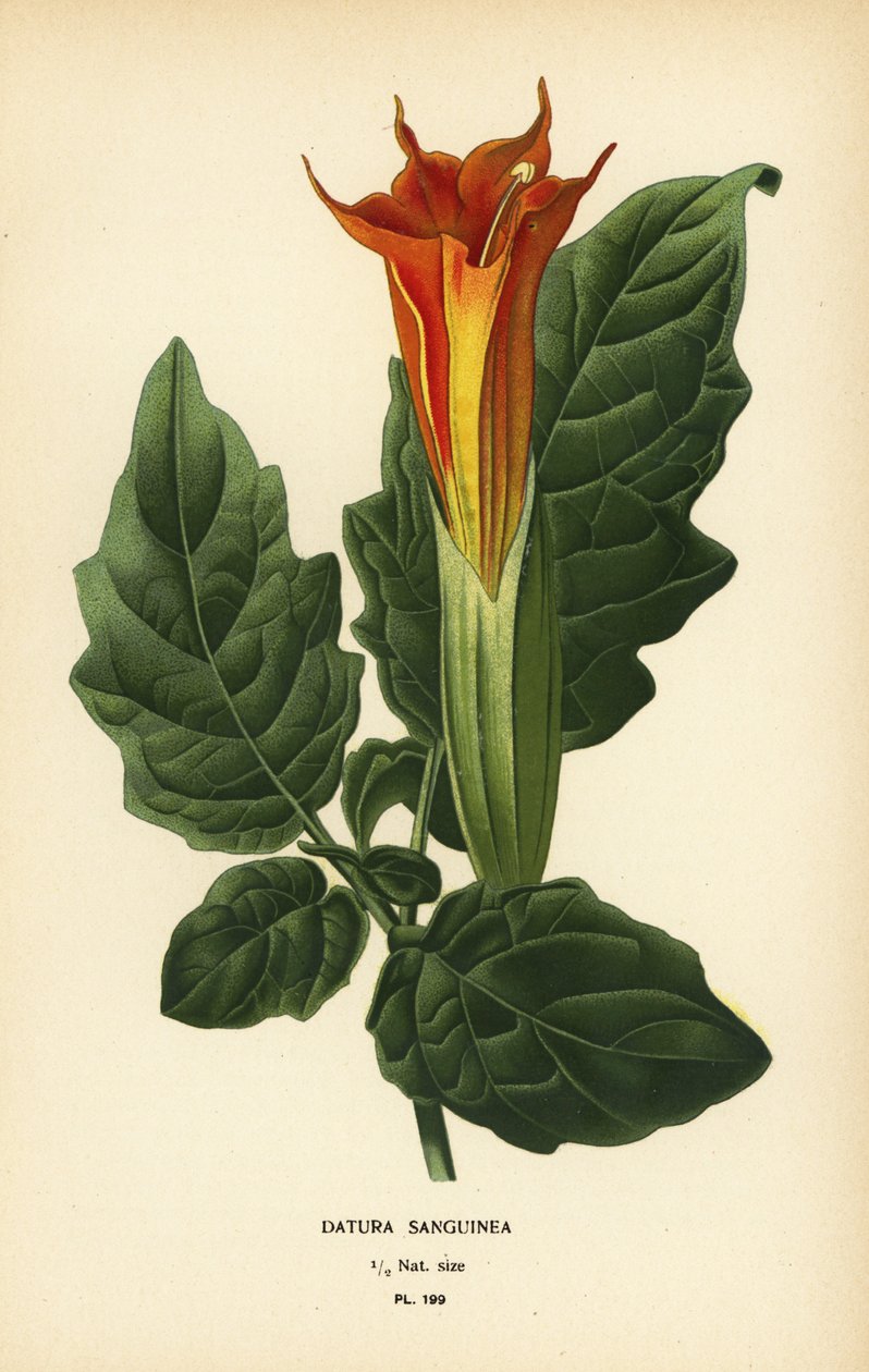 Trubka červeného anděla, Brugmansia sanguinea. Vyhynulý. od Désiré Georges Jean Marie Bois