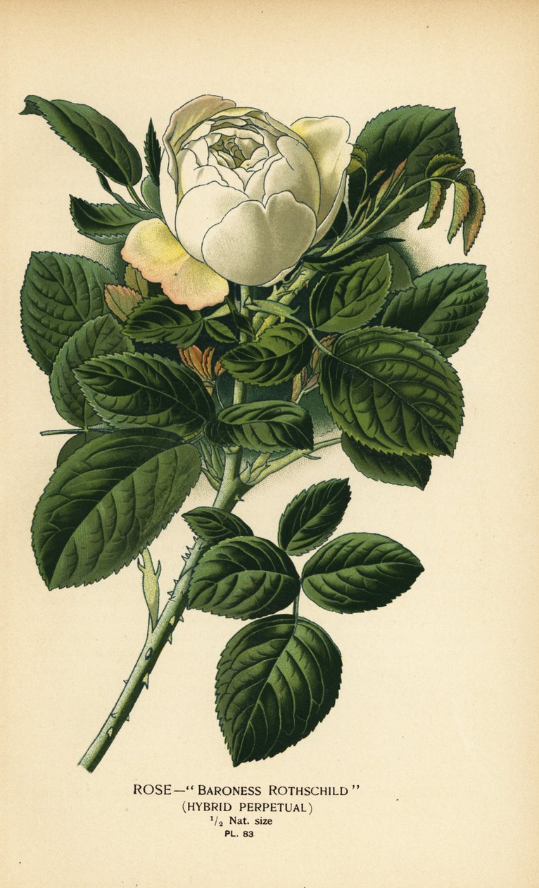 Rose Baroness Rothschild, hybrid perpetual. od Désiré Georges Jean Marie Bois