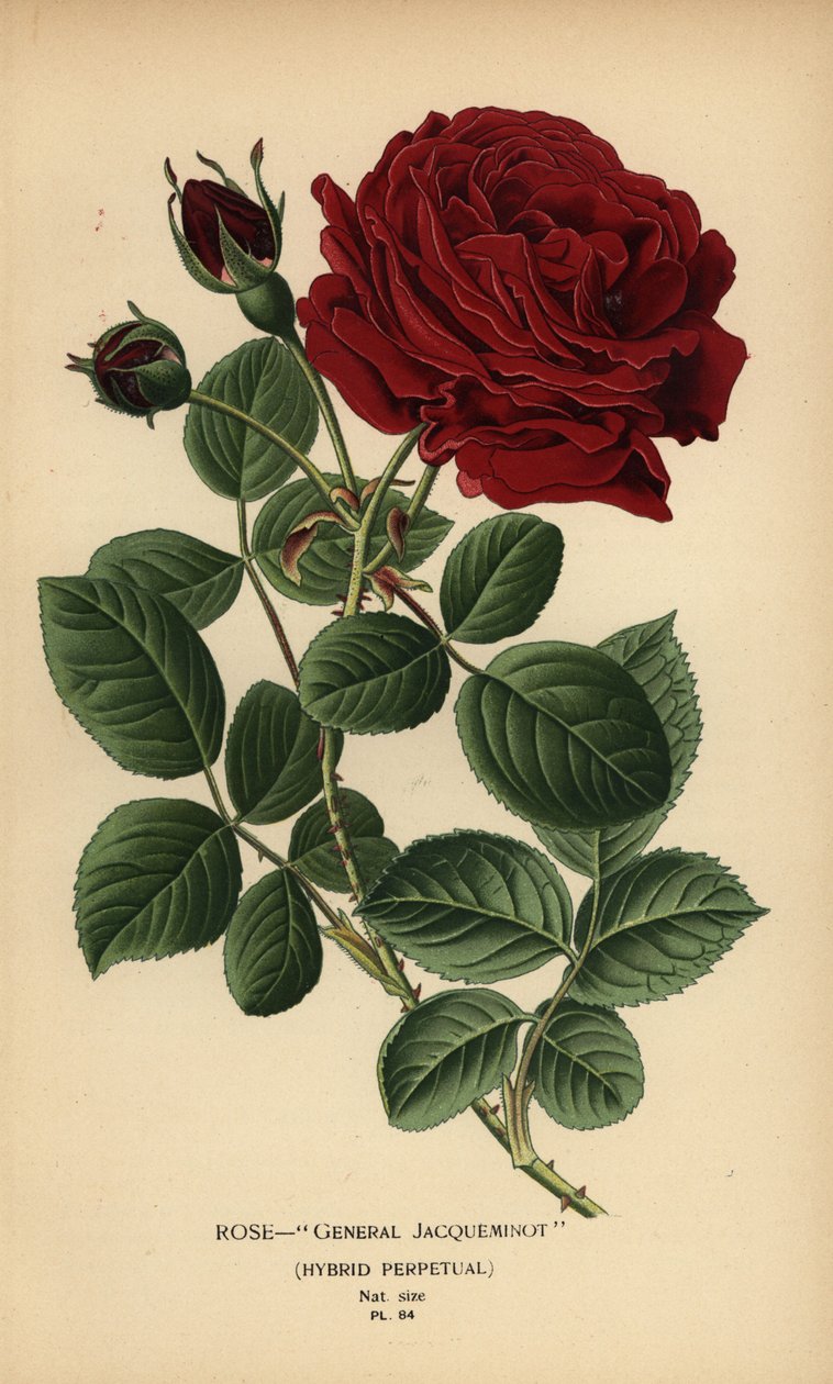 Rose General Jacqueminot, hybrid perpetual. od Désiré Georges Jean Marie Bois