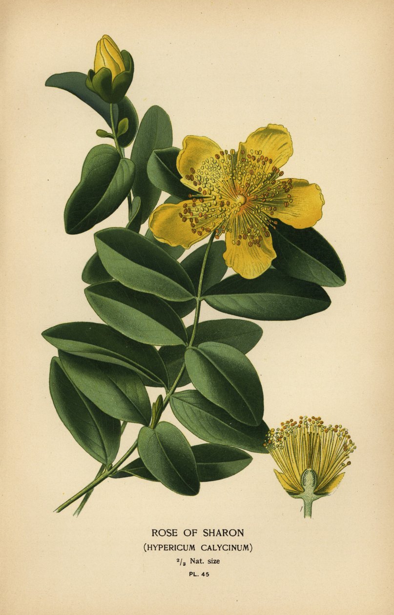 Růže Sharonská, Hypericum calycinum. od Désiré Georges Jean Marie Bois