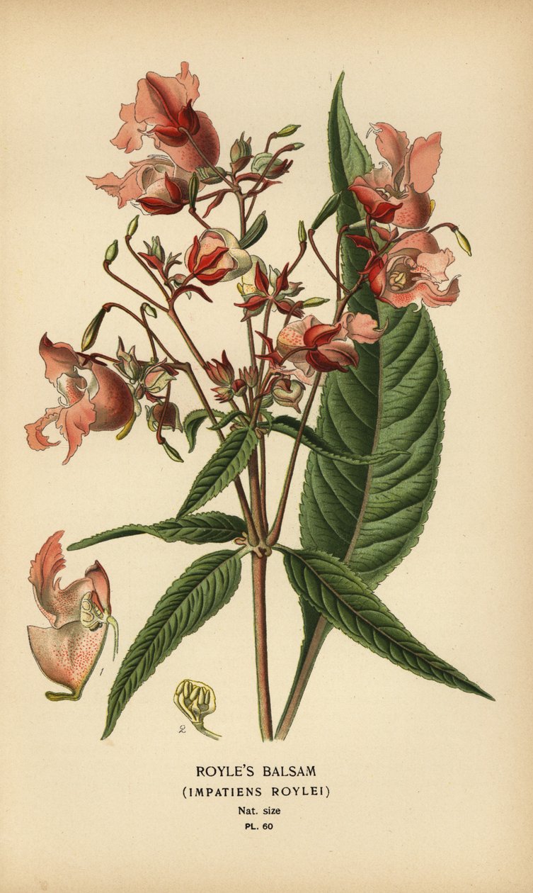 Royleův balzám, Impatiens roylei. od Désiré Georges Jean Marie Bois