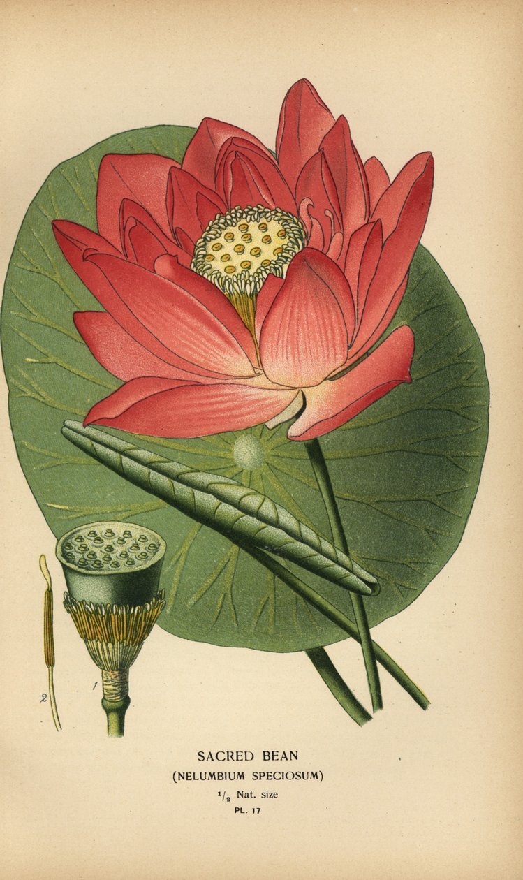 Posvátná fazole nebo indický lotos, Nelumbo nucifera. od Désiré Georges Jean Marie Bois