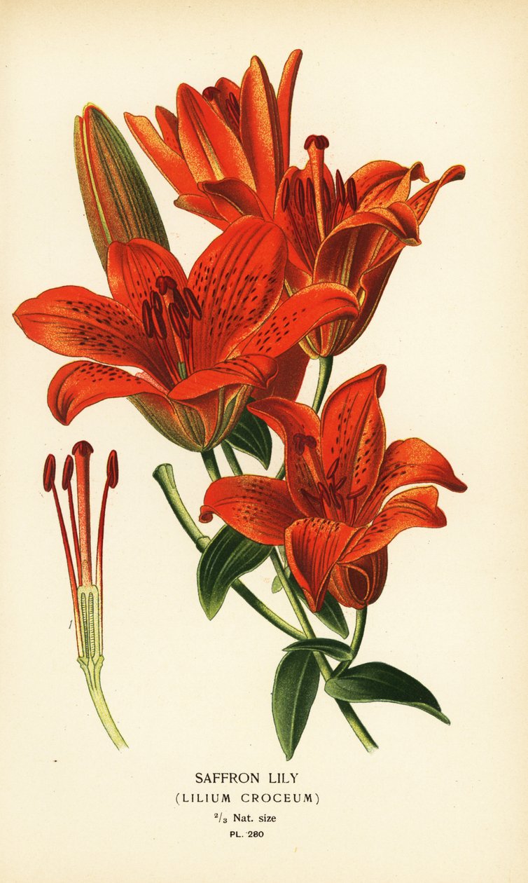 Šafránová lilie, Lilium croceum. Chromolitograf z ilustrace Desire Bois z oblíbených květin Edwarda Stepa ze zahrady a skleníku, Frederick Warne, Londýn od Désiré Georges Jean Marie Bois