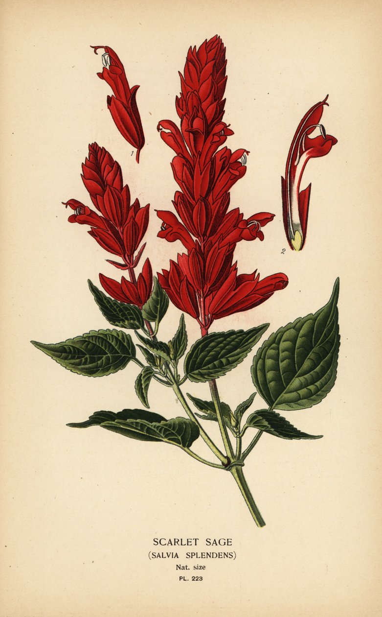 Šalvěj šarlatová, Salvia splendens. Chromolitograf z ilustrace Desire Bois z oblíbených květin Edwarda Stepa ze zahrady a skleníku, Frederick Warne, Londýn od Désiré Georges Jean Marie Bois